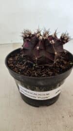 GYMNOCALYCIUM Mihanovichii Purple Nº 573 – vaso 11 - Imagem 9