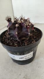 GYMNOCALYCIUM Mihanovichii Purple Nº 573 – vaso 11 - Imagem 8