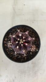 GYMNOCALYCIUM Mihanovichii Purple Nº 573 – vaso 11 - Imagem 3