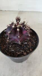 GYMNOCALYCIUM Mihanovichii Purple Nº 573 – vaso 11 - Imagem 6