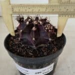 GYMNOCALYCIUM Mihanovichii Purple Nº 573 – vaso 11