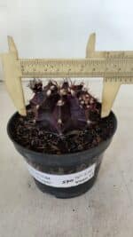 GYMNOCALYCIUM Mihanovichii Purple Nº 573 – vaso 11