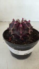GYMNOCALYCIUM Mihanovichii Purple Nº 570 – vaso 11 - Imagem 2