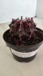 GYMNOCALYCIUM Mihanovichii Purple Nº 570 – vaso 11 - Imagem 8