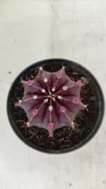 GYMNOCALYCIUM Mihanovichii Purple Nº 570 – vaso 11 - Imagem 3