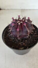 GYMNOCALYCIUM Mihanovichii Purple Nº 570 – vaso 11 - Imagem 7