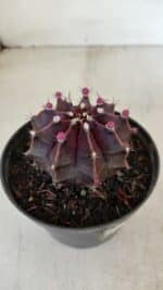 GYMNOCALYCIUM Mihanovichii Purple Nº 570 – vaso 11 - Imagem 6