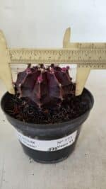 GYMNOCALYCIUM Mihanovichii Purple Nº 570 – vaso 11 - Imagem 5