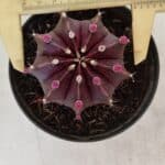 GYMNOCALYCIUM Mihanovichii Purple Nº 570 – vaso 11
