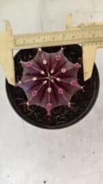 GYMNOCALYCIUM Mihanovichii Purple Nº 570 – vaso 11