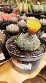 ASTROPHYTUM ASTERIAS  Nº 712 – vaso 11 - Imagem 2