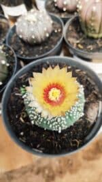 ASTROPHYTUM ASTERIAS  Nº 712 – vaso 11
