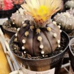 ASTROPHYTUM ASTERIAS “Purple AKABANA”  Nº 980 – vaso 09