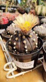 ASTROPHYTUM ASTERIAS “Purple AKABANA”  Nº 980 – vaso 09