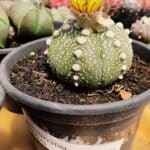 ASTROPHYTUM ASTERIAS Nº 872 – vaso 15