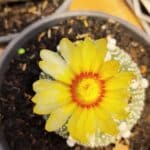 MATRIZ ASTROPHYTUM ASTERIAS Nº 870 – vaso 15