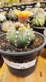 MATRIZ ASTROPHYTUM ASTERIAS Nº 870 – vaso 15 - Imagem 2