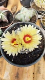 ASTROPHYTUM ASTERIAS Nº 888 – vaso 15 - Imagem 3