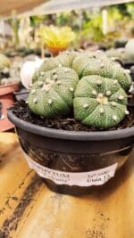 ASTROPHYTUM ASTERIAS "Colônia”  Nº 900 – Cuia 13 - Imagem 2