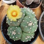 ASTROPHYTUM ASTERIAS "Colônia”  Nº 900 – Cuia 13