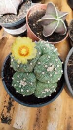 ASTROPHYTUM ASTERIAS "Colônia”  Nº 900 – Cuia 13