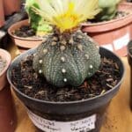 ASTROPHYTUM ASTERIAS STAR SHAPE Nº 365 – vaso 11
