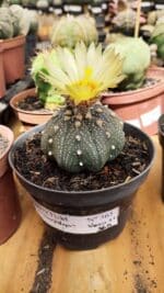 ASTROPHYTUM ASTERIAS STAR SHAPE Nº 365 – vaso 11