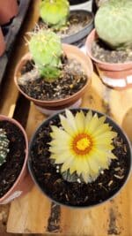 ASTROPHYTUM ASTERIAS STAR SHAPE Nº 365 – vaso 11 - Imagem 3