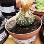 ASTROPHYTUM ASTERIAS SUPER KABUTO  Nº 384 - vaso 11