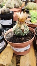 ASTROPHYTUM ASTERIAS SUPER KABUTO  Nº 384 - vaso 11