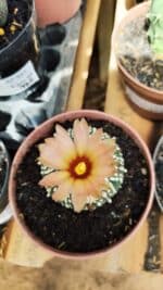 ASTROPHYTUM ASTERIAS SUPER KABUTO  Nº 384 - vaso 11 - Imagem 3