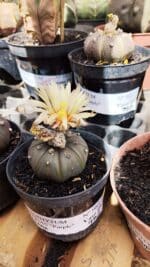 ASTROPHYTUM ASTERIAS “Purple AKABANA”  Nº 982 – vaso 09 - Imagem 2