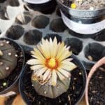 ASTROPHYTUM ASTERIAS “Purple AKABANA”  Nº 982 – vaso 09