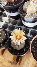 ASTROPHYTUM ASTERIAS “Purple AKABANA”  Nº 982 – vaso 09
