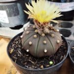 ASTROPHYTUM ASTERIAS “Purple”  Nº 909 – vaso 09