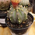 ASTROPHYTUM ASTERIAS Nº 880 – vaso 09