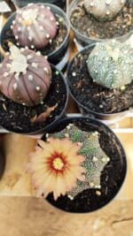 ASTROPHYTUM ASTERIAS Nº 880 – vaso 09 - Imagem 3