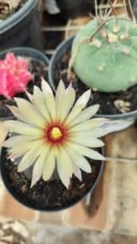 ASTROPHYTUM ASTERIAS “Purple”  Nº 957 – vaso 09 - Imagem 3