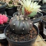 ASTROPHYTUM ASTERIAS “Purple”  Nº 957 – vaso 09