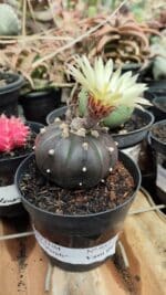ASTROPHYTUM ASTERIAS “Purple”  Nº 957 – vaso 09