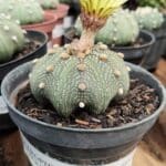 ASTROPHYTUM ASTERIAS STAR SHAPE Nº 385 – vaso 11