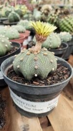 ASTROPHYTUM ASTERIAS STAR SHAPE Nº 385 – vaso 11
