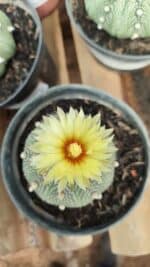 ASTROPHYTUM ASTERIAS STAR SHAPE Nº 385 – vaso 11 - Imagem 3