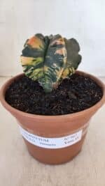 ASTROPHYTUM cv KIKKO "Variegata" Nº 967 – vaso 15 - Imagem 2