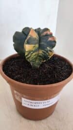 ASTROPHYTUM cv KIKKO "Variegata" Nº 967 – vaso 15 - Imagem 10