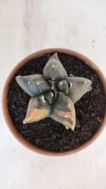 ASTROPHYTUM cv KIKKO "Variegata" Nº 967 – vaso 15 - Imagem 3