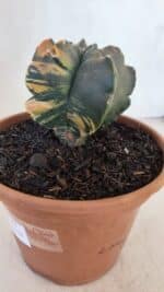 ASTROPHYTUM cv KIKKO "Variegata" Nº 967 – vaso 15 - Imagem 8