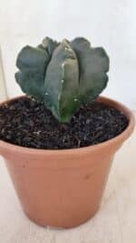 ASTROPHYTUM cv KIKKO "Variegata" Nº 967 – vaso 15 - Imagem 9