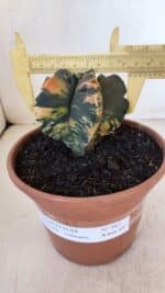 ASTROPHYTUM cv KIKKO "Variegata" Nº 967 – vaso 15 - Imagem 6