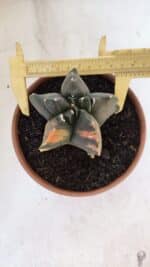 ASTROPHYTUM cv KIKKO "Variegata" Nº 967 – vaso 15 - Imagem 5